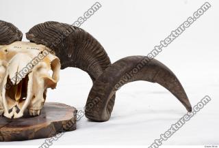 mouflon skull antlers 0003